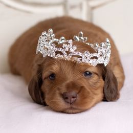 Dachshund Puppies from MyGaDachs