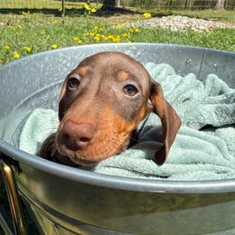 Willie - Chocolate and tan male Dachshund puppy in Crossville, Tennessee from Golden Mini Farm