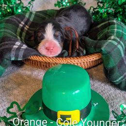 Orange - Cole Younger - Black rust and white male Bernese Mountain Dog puppy in Marion, Indiana from Zarah's Bernese Mountain Dogs