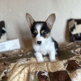 Pembroke Welsh Corgi Puppies from Firehorse Farmdogs