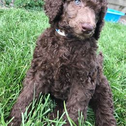 Poodle Puppies from Poodle Sense
