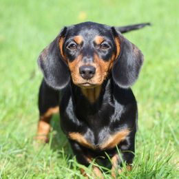 Dachshund Puppies from Mom's Dachshunds