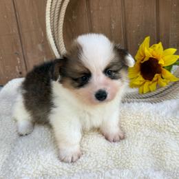 Grant-fluffy - Sable and white male American Corgi puppy in Stillwater, Oklahoma from Steele Family Farms