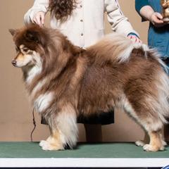 Rory - Finnish Lapphund