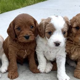 Cavapoos from Happy Home Cavapoos