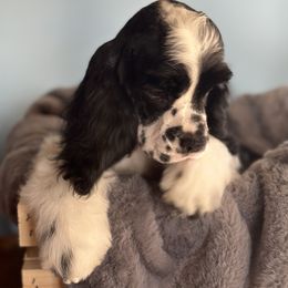 Black and White Male 2 - Black and white male Cocker Spaniel puppy in Yuma, Arizona from Retrograde Kennels