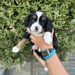 Hank - Black and tan male Companion Cross puppy in Pasco, Washington from Columbia Basin Puppies