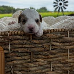 Willie - Parti male Goldendoodle puppy in Cherryville, North Carolina from Mercy Doodles