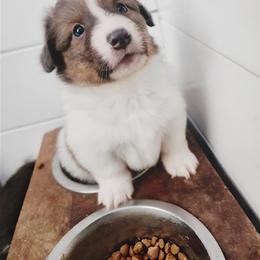 American Corgi and Pembroke Welsh Corgi Puppies from The Adirondack Corgi