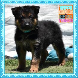 KAPPA - Black and tan female German Shepherd puppy in Murrieta, California from Diamond Oaks German Shepherds