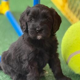Whoopie Pie - Black and chalk female Australian Labradoodle puppy in Londonderry, New Hampshire from Granite State Labradoodles