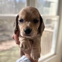 Toast (cream dapple) - Cream male Dachshund puppy in Mc Donough, Georgia from L & J Kennel