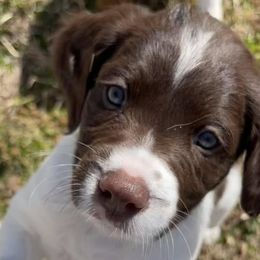Brittanys from Bull Creek Kennels