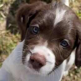 Brittanys from Bull Creek Kennels