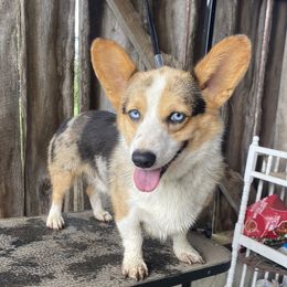 Corbin  - American Corgi