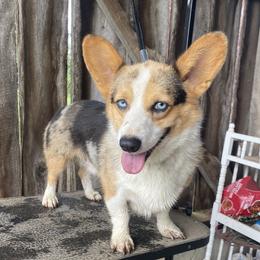 Corbin  - American Corgi