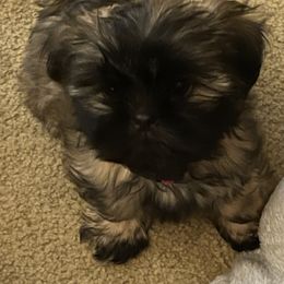 Shih Tzus from Little Mil’s Shih Tzus
