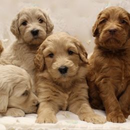  Puppies from Valley Vineyard Labradoodles