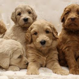  Puppies from Valley Vineyard Labradoodles