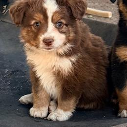 Sasha - Red tri female Miniature Australian Shepherd puppy in Lakeport, California from Akins Aussies/Wild Rose Ranch