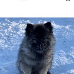 Keeshond Puppies from Hocking Hills Keeshonds