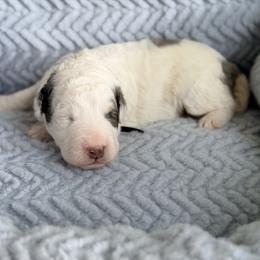 Travel - Black - Merle male Bernedoodle puppy in Charleston, South Carolina from Palm Belle Doodles
