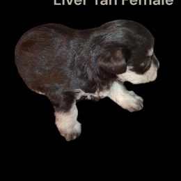 Buttercup - Liver female Miniature Schnauzer puppy in Silsbee, Texas from Kisses cuddles and snuggles