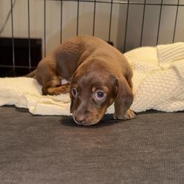 Willow - Chocolate and tan female Dachshund puppy in Los Angeles, California from Dachshunds of the Desert