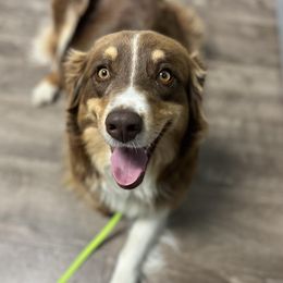 Macey - Australian Shepherd