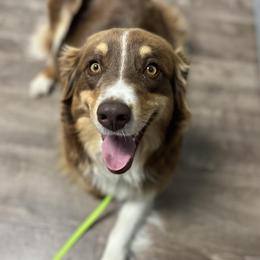 Macey - Australian Shepherd