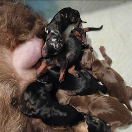 Dachshund Puppies from Divine Teckel Tails