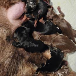 Dachshund Puppies from Divine Teckel Tails