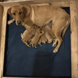 Boy 3 - Yellow male Labrador Retriever puppy in Eleva, Wisconsin from Dan's Labrador Retrievers