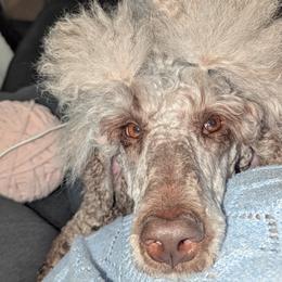 Poodles from Doodles to Love