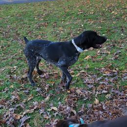 Lyla - German Shorthaired Pointer