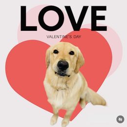 Golden Retriever All Grown Up from Heartland Goldens