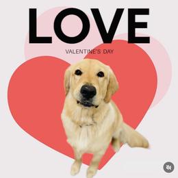 Golden Retriever All Grown Up from Heartland Goldens