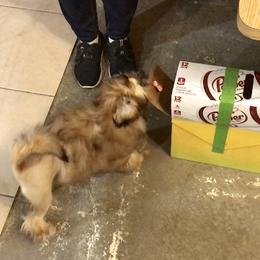Lowchen Puppies from Calikij