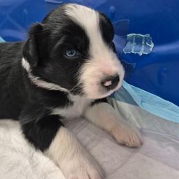 Iggy - Black tri-color male Australian Shepherd puppy in Harrodsburg, Kentucky from Triple M Aussies