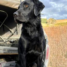 Brody - Labrador Retriever
