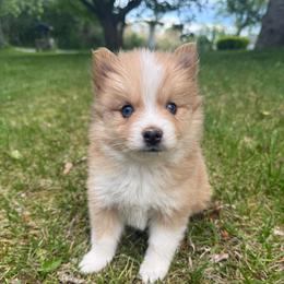 Liberty - Red and white female Pomsky puppy in Ravena, New York from Osiris’s Siberians & Pomskies