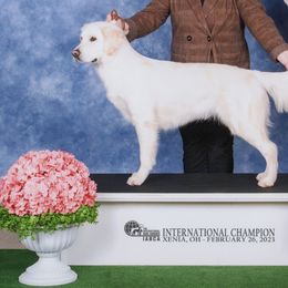 Golden Retrievers from By Grace Golden Retrievers