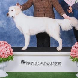 Golden Retrievers from By Grace Golden Retrievers