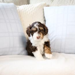 Gus Gus - Red tri-color male Aussiedoodle puppy in Salem, Utah from Go West Mini Aussies