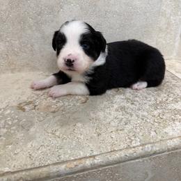 Ridge - Black tri male Miniature American Shepherd puppy in Baker, Florida from East to Western Aussies
