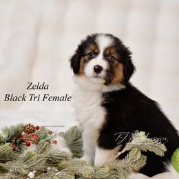 Zelda - Black tri female Miniature Australian Shepherd puppy in Mechanicsburg, Pennsylvania from TJ's Aussies
