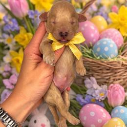 Jellybean (yellow) - Apricot male Goldendoodle puppy in Hot Springs, Arkansas from Hot Springs Kennels