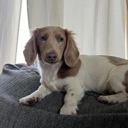Luna - Dachshund