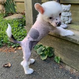 Chinese Crested Puppies from Jewels Chinese Cresteds