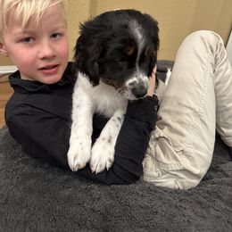 Bernedoodle Puppies from Doodle Dealers